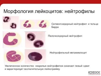 Повышенные нейтрофилы это