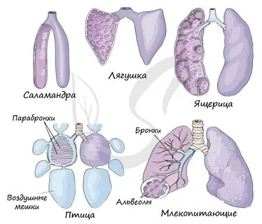 Губчатое строение легких