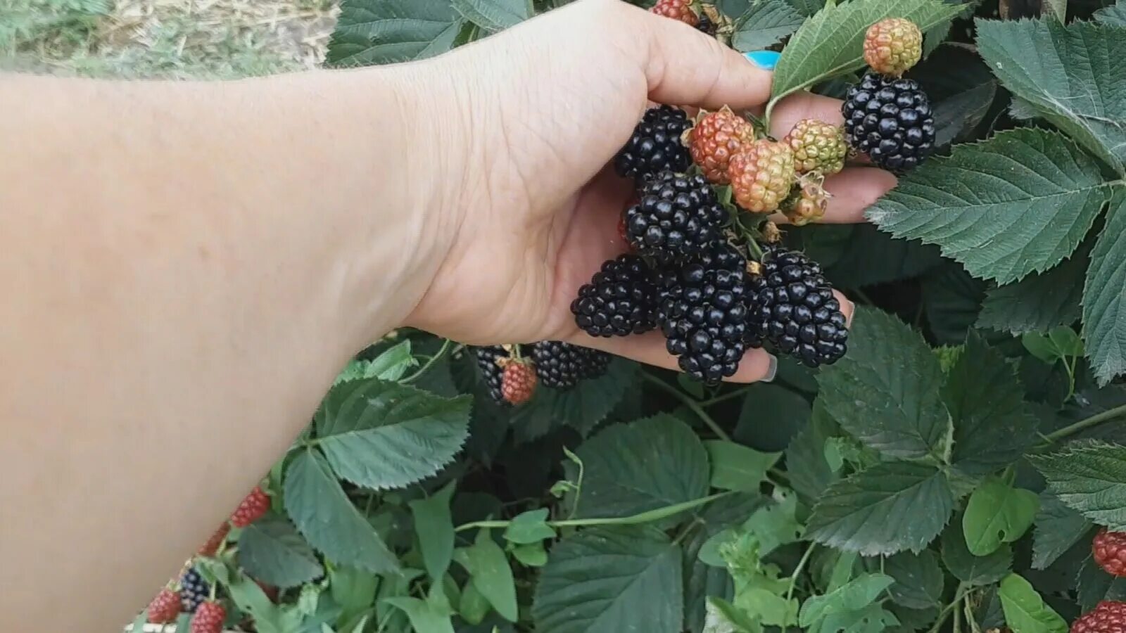 ежевика хэвен кэн вэйт. хевен кэн вэйт небеса могут подождать ежевика люкс. ежевика карака блэк окс. ежевика бесшипная небеса. небеса могут подождать ежевика фото.