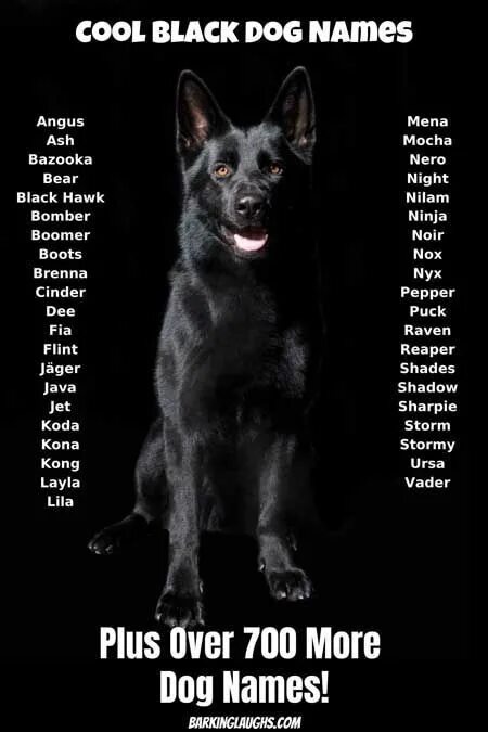 Имена для сучек. Клички для собак. Необычные имена для собак. Имя для черной собаки. Клички собак клички собак.