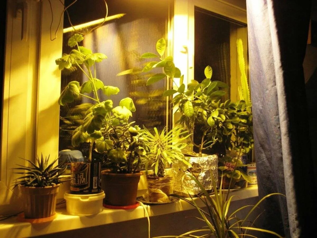 Сколько надо подсвечивать. Досветка суккулентов. Подсветка для комнатных цветов. Освещение для комнатных растений. Искусственное освещение растений.
