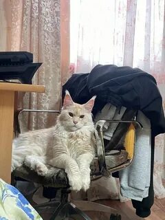 Хозяин просит