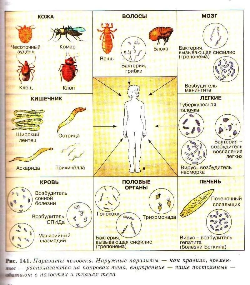 Чем наружные паразиты отличаются от. Паразиты обитающие в организме человека виды. Паразиты на схеме тела человека. Внутренние паразиты человека. Паразиты человека таблица.
