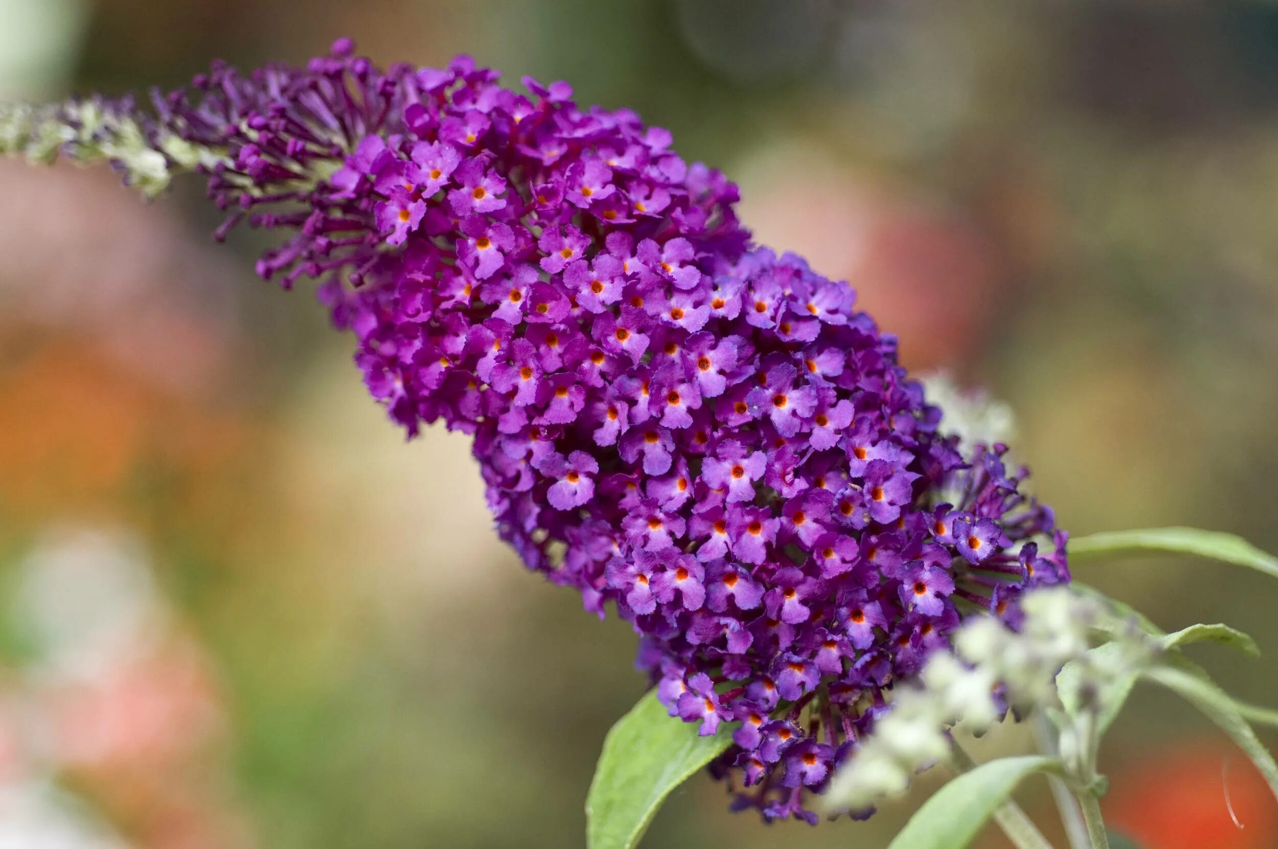 Буддлея Давида Сантана. Спирея будлея. Buddleja crispa.