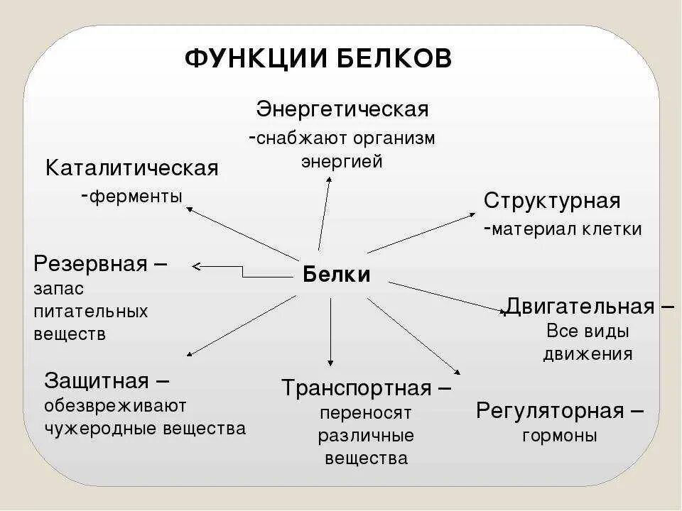 Функция белков определение. Функции белков схема. биологические функции белков в организме человека. функции белков в питании человека. основная роль белков в организме человека.