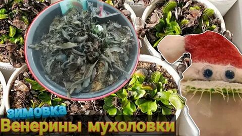 Чем кормить венерину