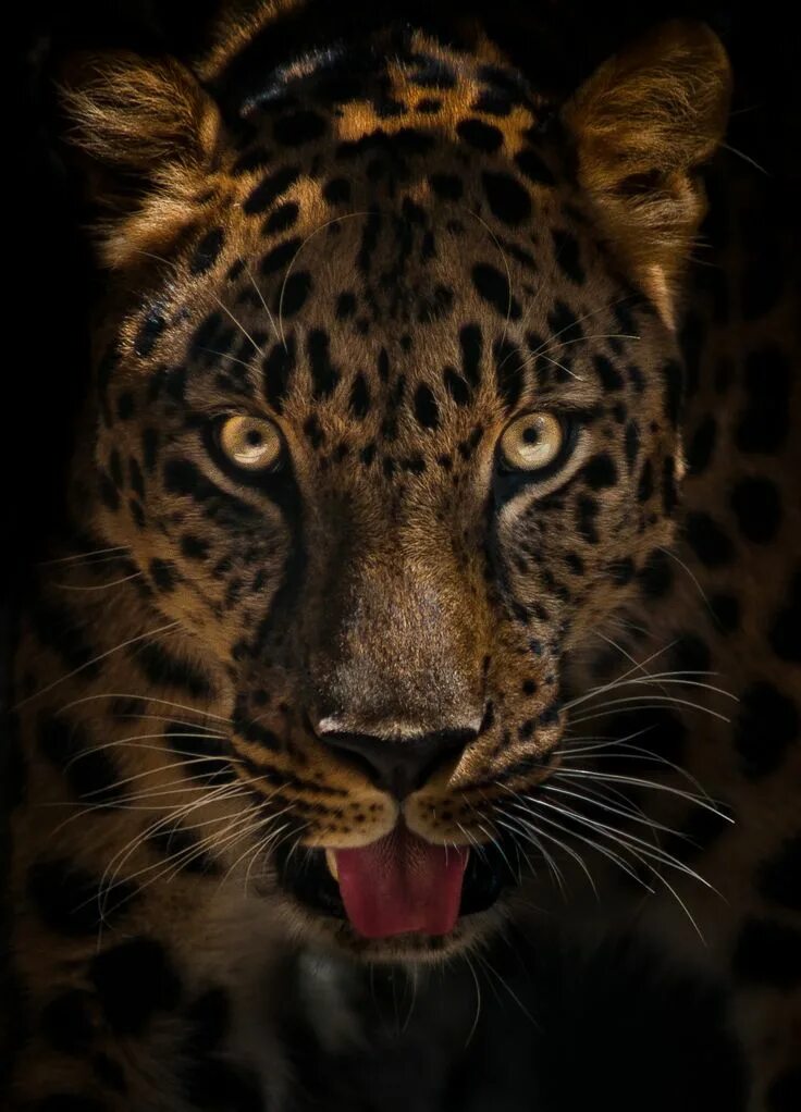 Leopard iso