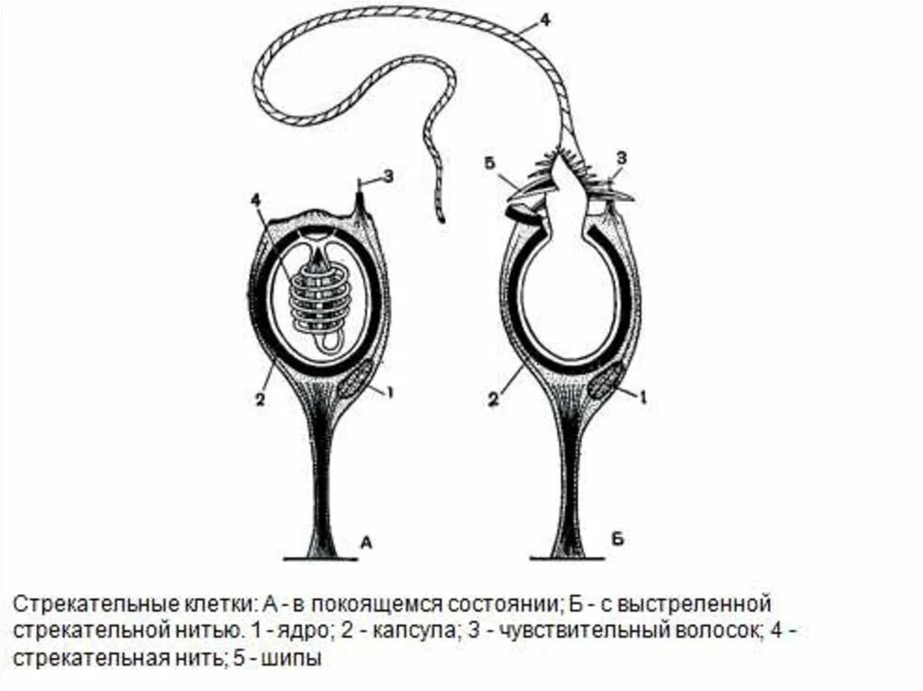 Стрекательная клетка состоит из. Строение стрекательной клетки. Стрекательные клетки схема. Стрекательные клетки гидры. Строение стрекательной нити.