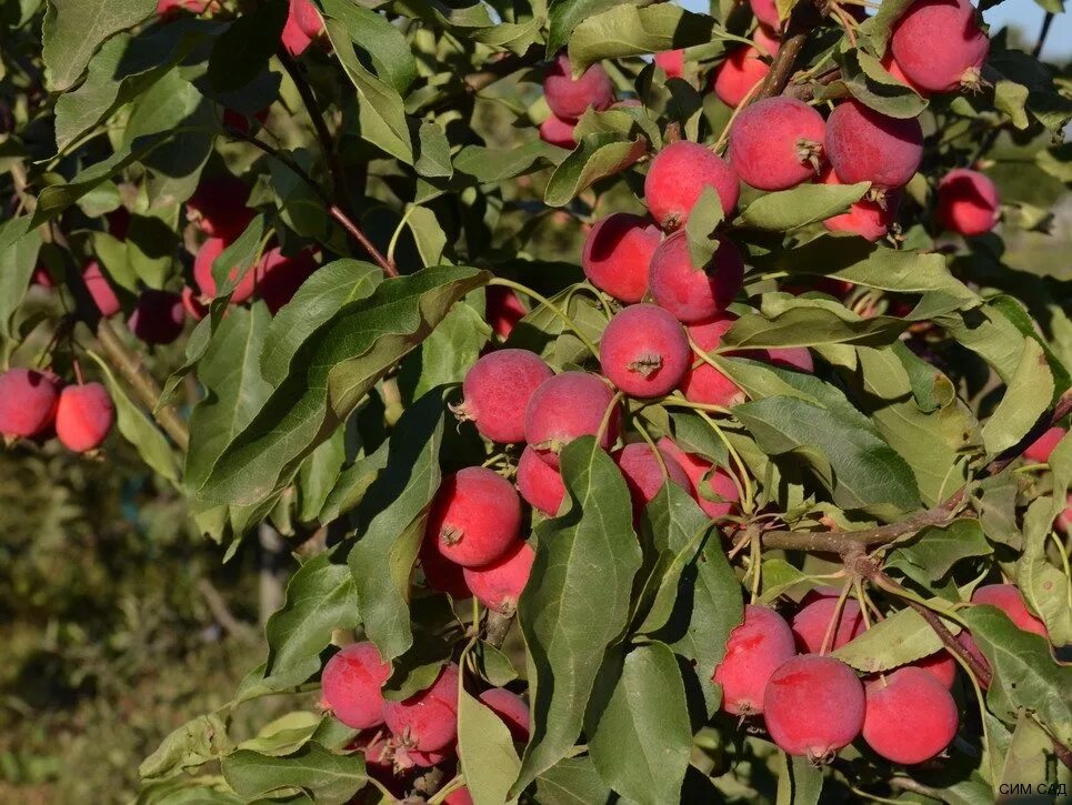 Яблоня китайская сливолистная. Яблоня китайка Керр. Яблоня Malus dolgo. Яблоня китайка красная.