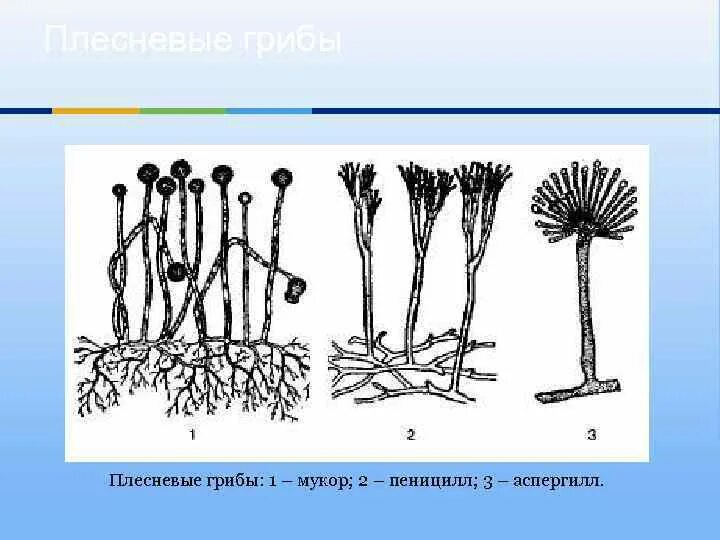 Рассмотрите изображение шести организмов пеницилл мукор. Мукор пеницилл аспергилл. Аскомицеты пеницилл. Плесневые (нитчатые) грибы. Плесневые грибы аспергилл.