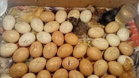 Через сколько вылупляются цыплята в инкубаторе