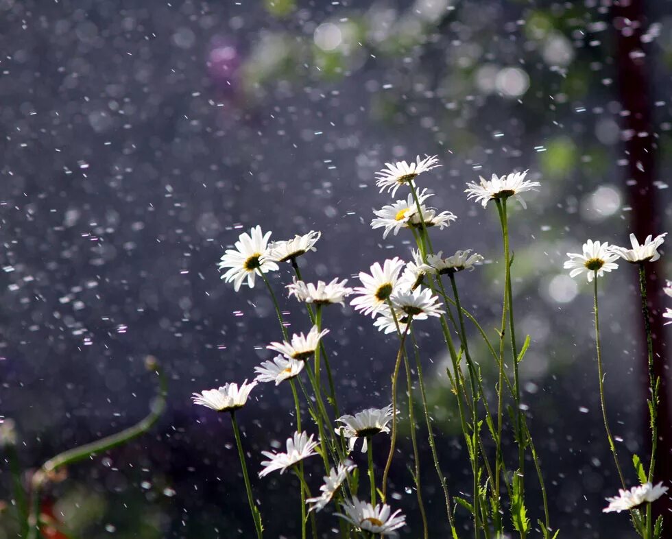 После летнего дождика. Летний дождь. Цветы дождя. Ромашки под дождем. Растения под дождем.