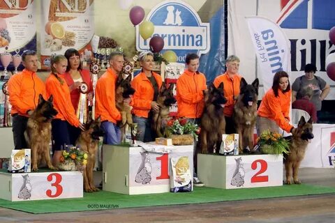 Junior dogs