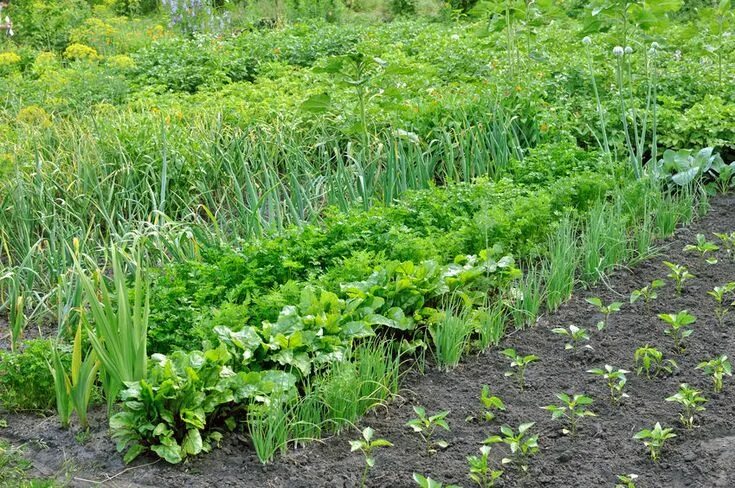 Овощные растения для декоративного огорода Garden makeover, Permaculture, Diy ga