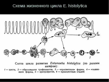 Стадии жизненного цикла амебы