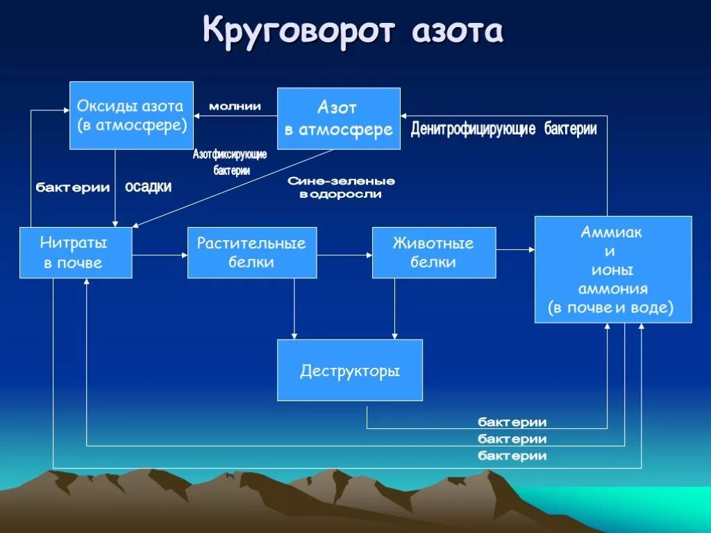 Установите последовательность этапов круговорота атмосферного азота