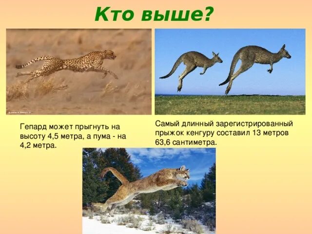 Длина прыжка животных. Животные которые высоко прыгают. кто прыгает выше всех из животных. кто выше всех прыгает в высоту из животных. пума прыжок в высоту.