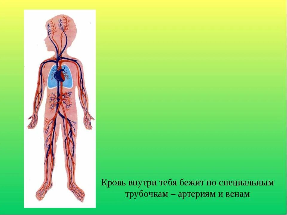 главные органы человека. внутренние органы 4 класс. основные части тела человека 3 класс физкультура. доклад на тему органы человека 2 класс окружающий мир. части тела человека 4 класс.