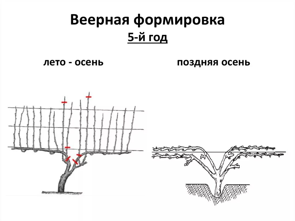 Формирование виноградного куста. Формировка куста винограда. веерная формировка винограда. формировка винограда весной. схема формировки винограда.