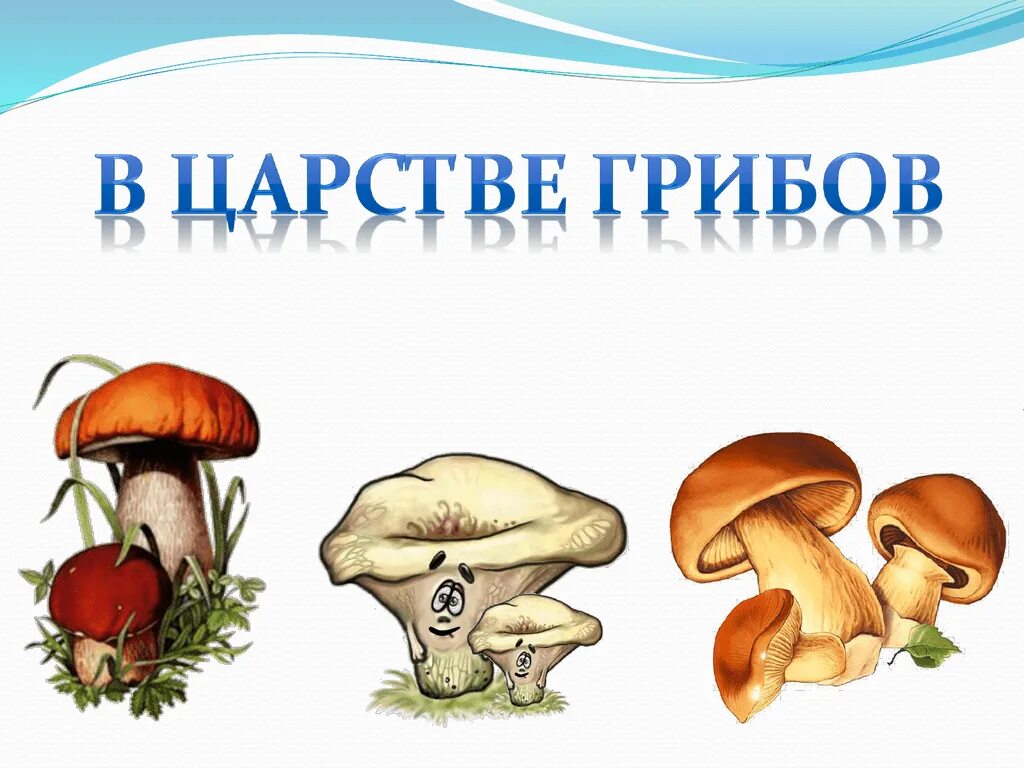 Царство грибов. Царство грибов картинки. Рисунок на тему царство грибов. Грибы царство грибы. Есть царство грибов