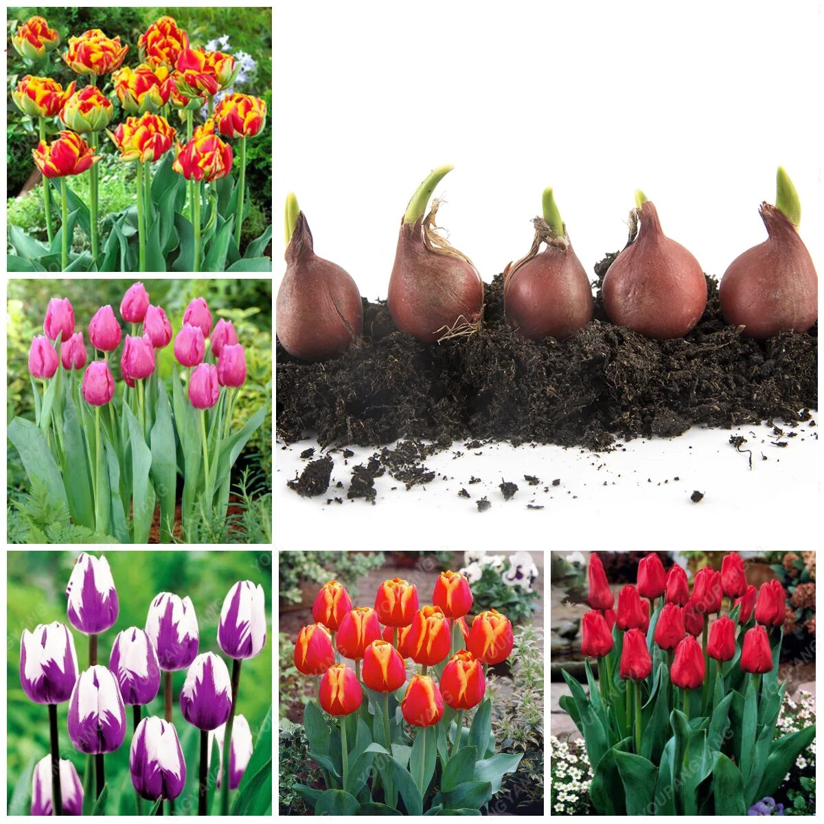 луковицы тюльпаны нарциссы гиацинты. луковица тюльпана. луковицы тюльпанов для выгонки. высаживание луковиц тюльпана. высаживание луковиц тюльпана.