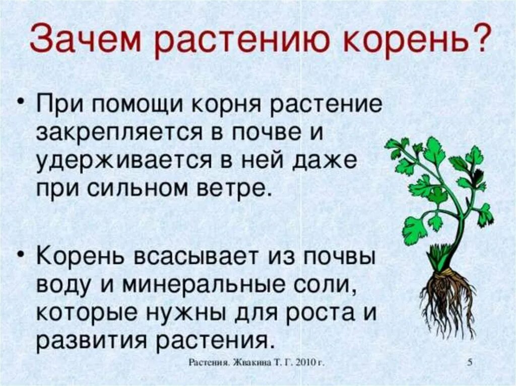 Год какого растения. Зачем растению корень. Корень нужен растению для. Корневая часть растения. Корни растений доклад.