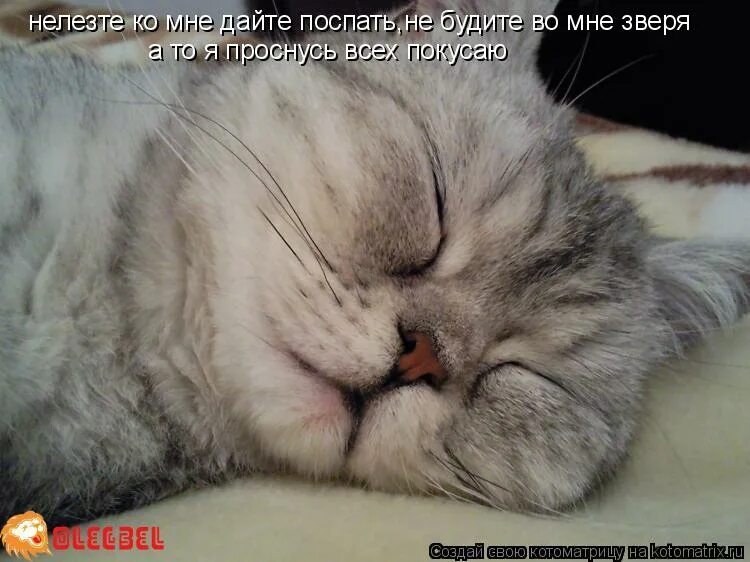 сонный котик. любимый котик. спящий кот с высунутым языком. надо спать. разбудил языком.