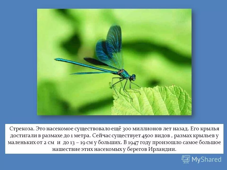 масса стрекозы в граммах. масса стрекозы с размахом крыльев 18 см. презентация на тему стрекозы. какая масса стрекозы. Libellula личинка.
