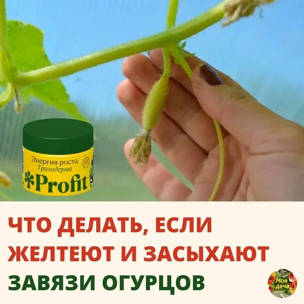 Огурцы желтеют завязи. Желтеют пуплята огурцов. Огурцы желтеют завязи. Огурцы желтеют завязи. Огурцы желтеют завязи.