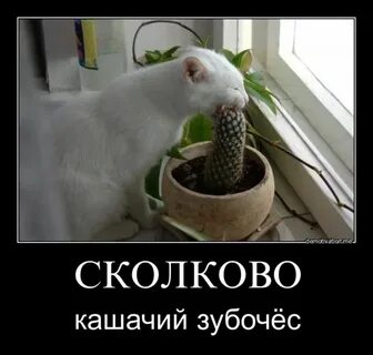 Жрали кактус