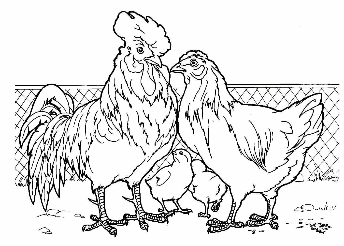 Family cock. Курица раскраска. Домашние птицы. Раскраска. Петух раскраска. Курица раскраска для детей.