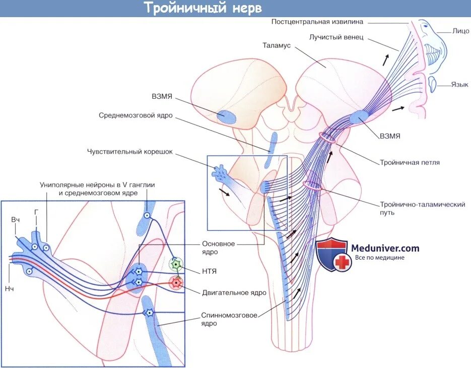 Нисходящий нерв. Тройничный нерв анатомия иннервация ядра. Спинальное ядро тройничного нерва. Чувствительный путь тройничного нерва схема. Расположение двигательного ядра тройничного нерва.