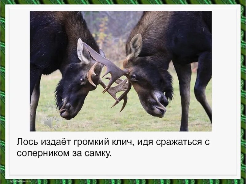 Каждое животное по своему общается