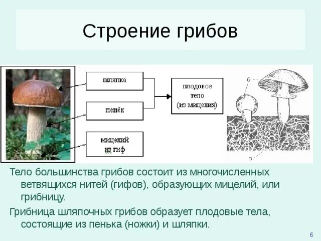 Какой тип питания характерен для подберезовика обыкновенного. Строение шляпки шляпочных грибов. Плодовое тело шляпочных грибов образовано гифами. Грибница шляпочных грибов. Грибы образующие плодовые тела.