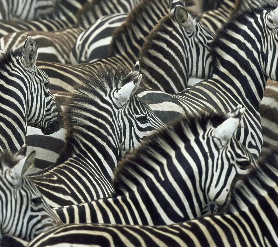 Zebra lanes