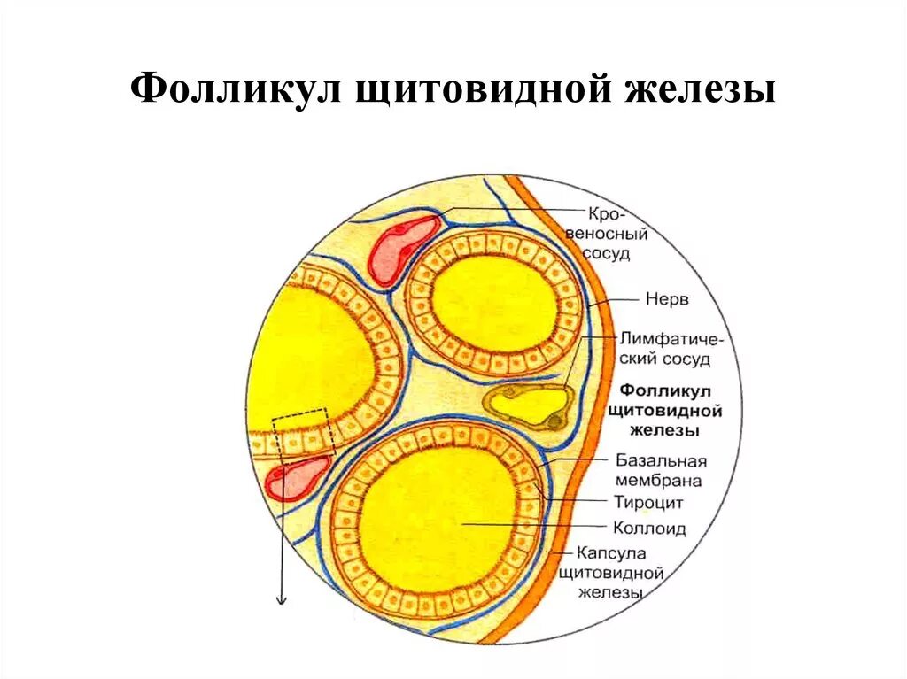 Фолликул щитовидной железы что это. Строение фолликула щитовидной железы. Строение стенки фолликула щитовидной железы. Структурная функциональная единица щитовидной железы. Фолликул структурно функциональная единица щитовидной железы.