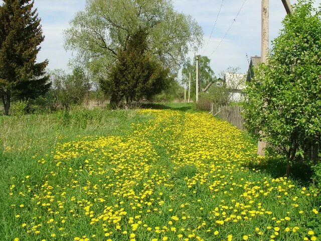 Пырнево Гагаринский район. Деревня Никольское Гагаринский район. Деревня городок Смоленской области Гагаринского района. Смоленская область Гагаринский район деревня Богаево.