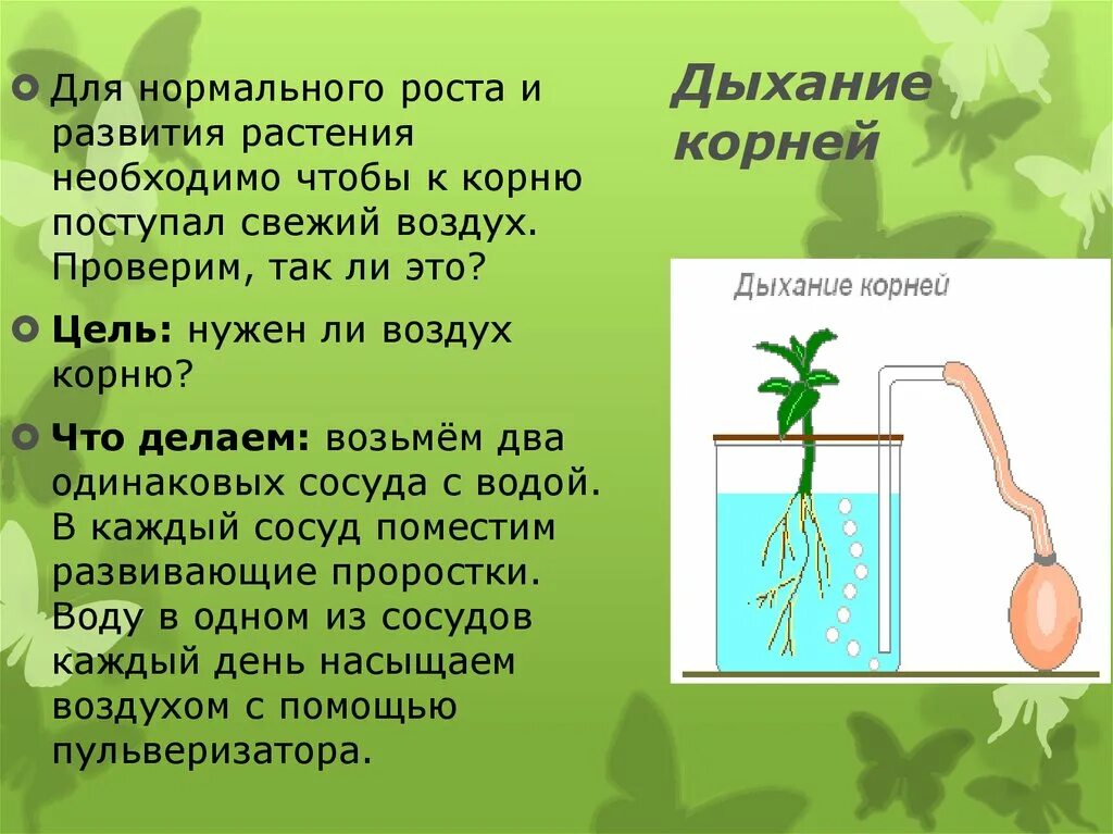 Установите последовательность поступления воды в корень. Корни растений дышат. Дыхание растений растений. Опыт показывающий дыхание растений.