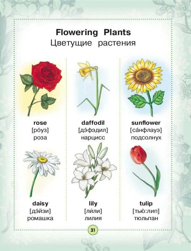 Названия цветов для дошкольников. Цветы на английском языке. Цветы названия на английском. Названия растений на англ.