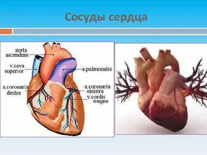 Отделы сердца