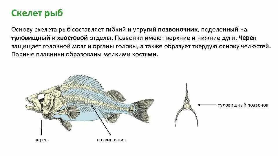 Скелет рыб 7 класс. Скелет костистой рыбы отделы. Отделы скелета костных рыб. У рыб осевой скелет состоит из. Осевой скелет костистой рыбы.