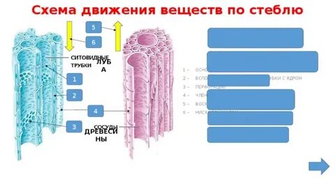 Передвижение питательных веществ какая ткань