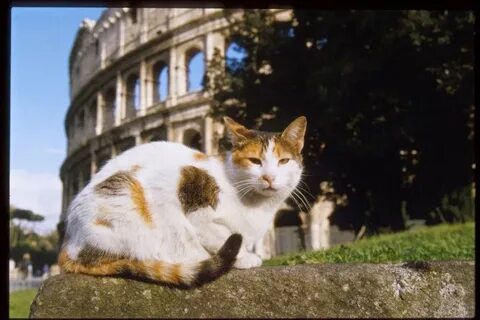 Кошачий форум