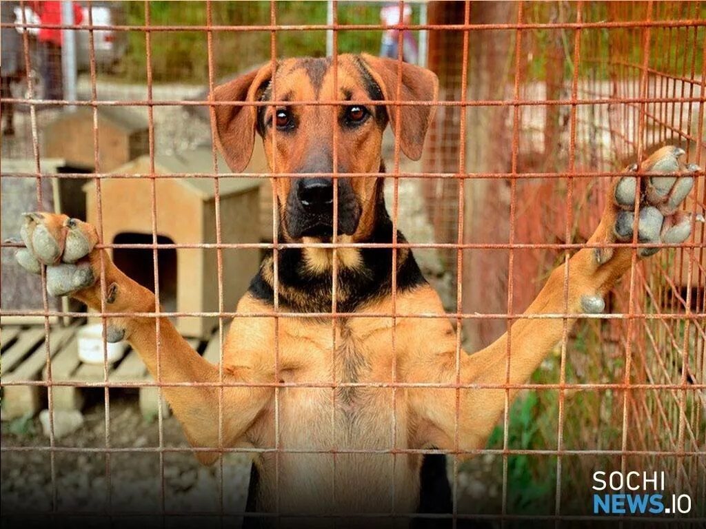 Сочи приют для бездомных животных. Приют для собак в сочи. приюты для животных в сочи. сочинский приют для собак.