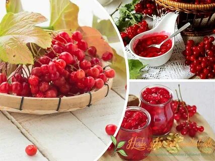 Калина что с ней делать