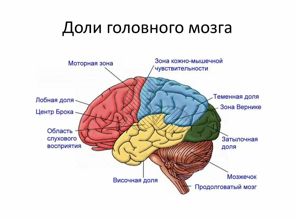 В затылочной доле коры головного мозга находится