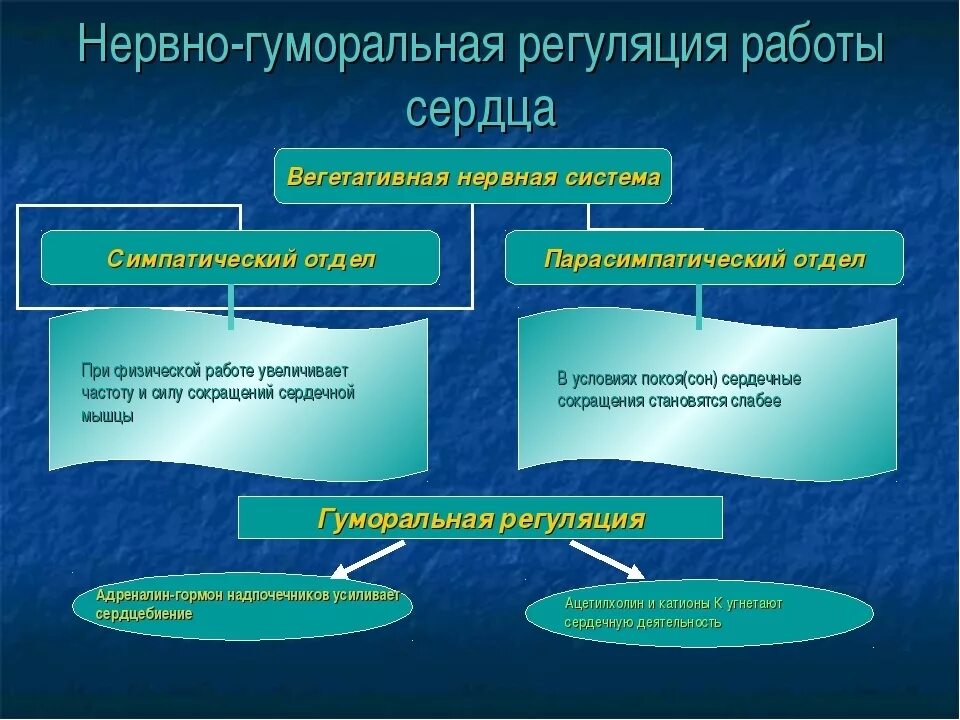 Гуморальная регуляция работы сердца человека. Нервнач и гкморальная регуляции. Нервная и гуморальная регуляция сердца. Гуморальная регуляция сердца. Гуморальная регуляция работы сердца.