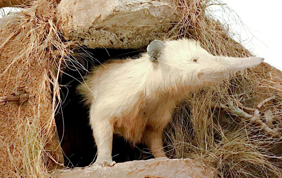 Solenodon - ZooChat