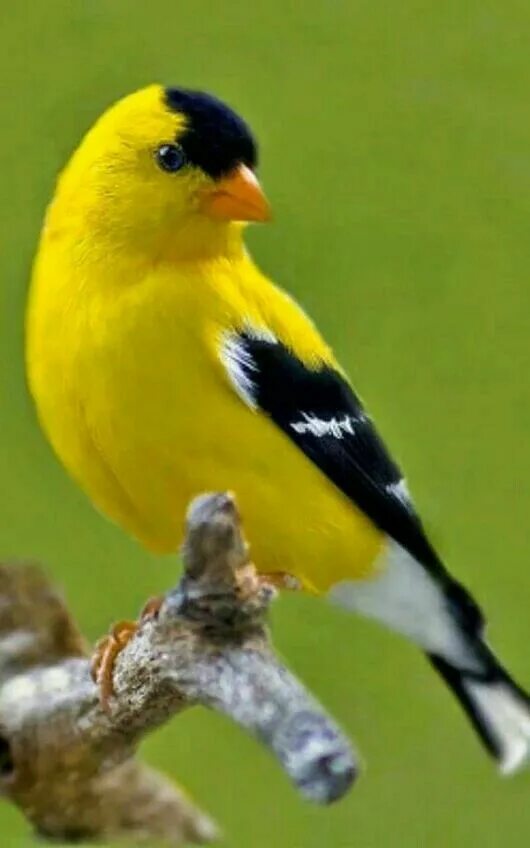 Балтиморская иволга. Yellow-hooded blackbird. Желтобрюхая синица. Желтоголовый трупиал. Желтоголовый трупиал.