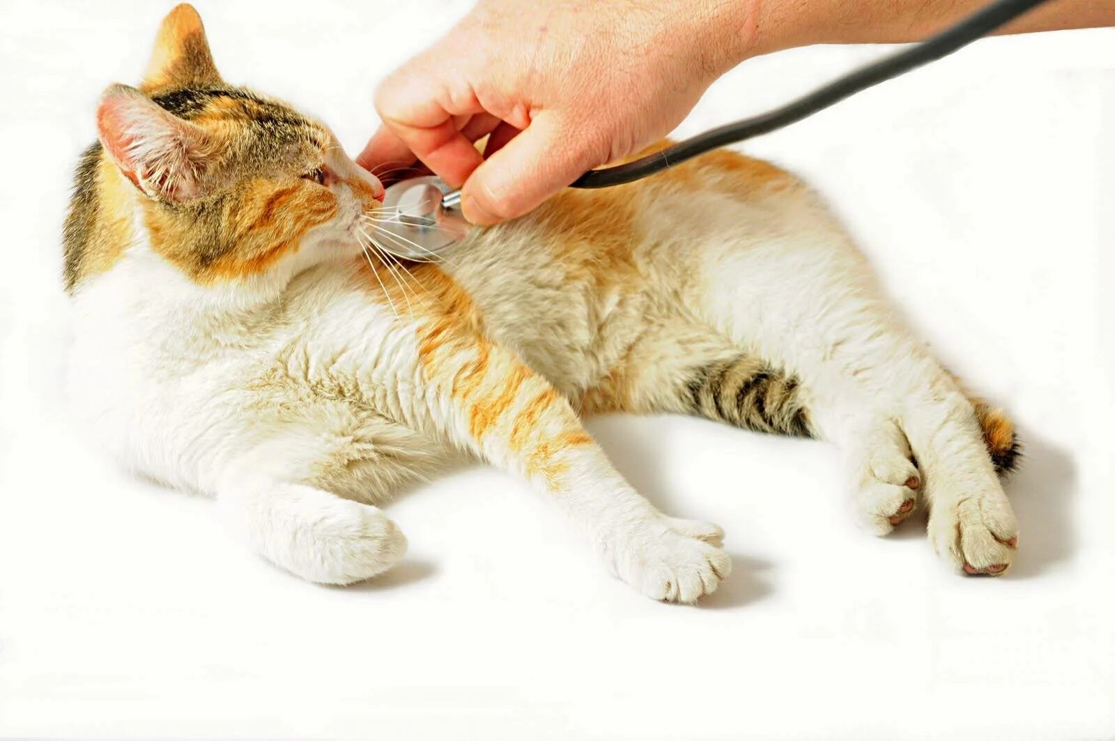 Кошачий инфекционный перитонит. Терапия животных. Почечная недостаточность у кошек. Хроническая почечная недостаточность котов. Что делать если кошка сильно